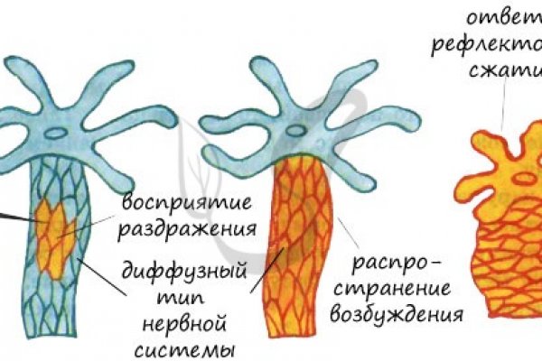 Кракен бошки